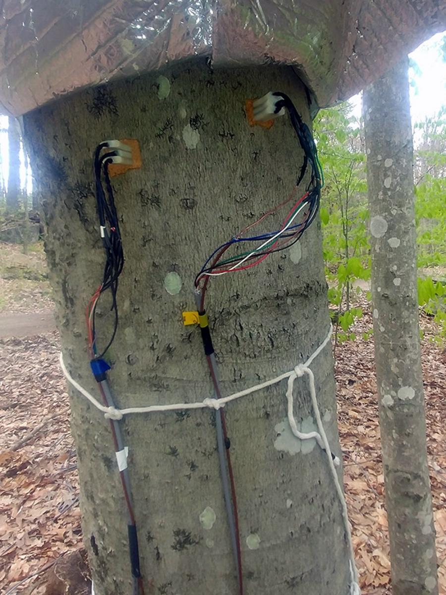 An image of an American beech tree with sap sensors attached to it.